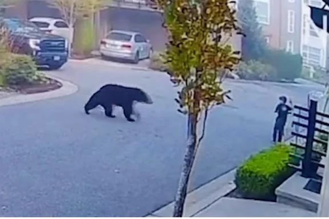 Μαύρη αρκούδα καταδιώκει παιδί με πατίνι - Bίντεο