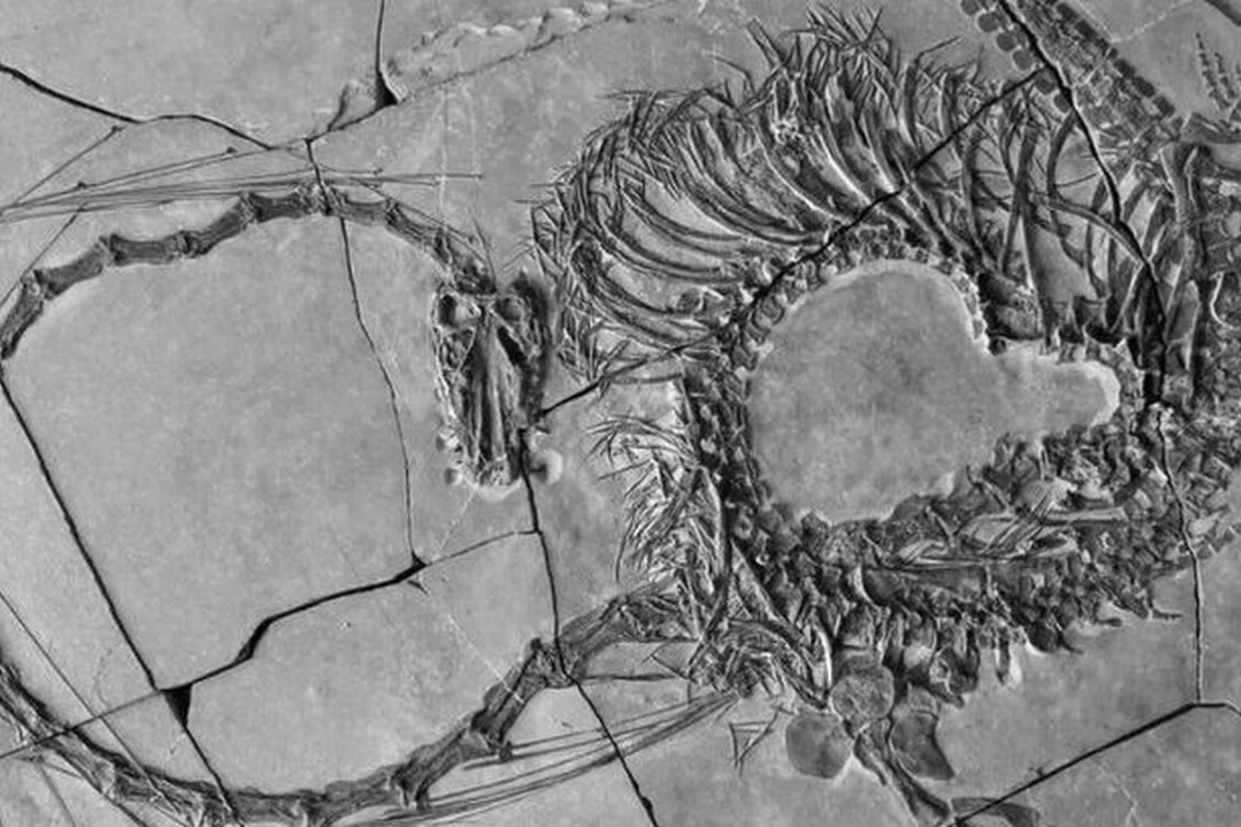 Aπολίθωμα υδρόβιου ερπετού 240 εκατομμυρίων ετών ανακαλύφθηκε στην Κίνα!
